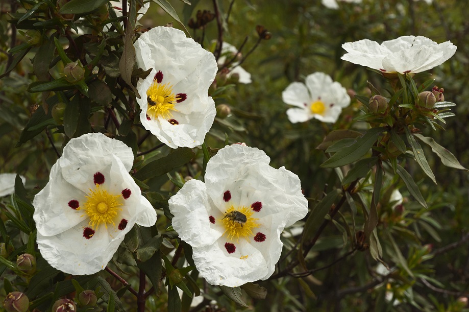 Niche fragrances with Cistus labdanum Perfume Lounge