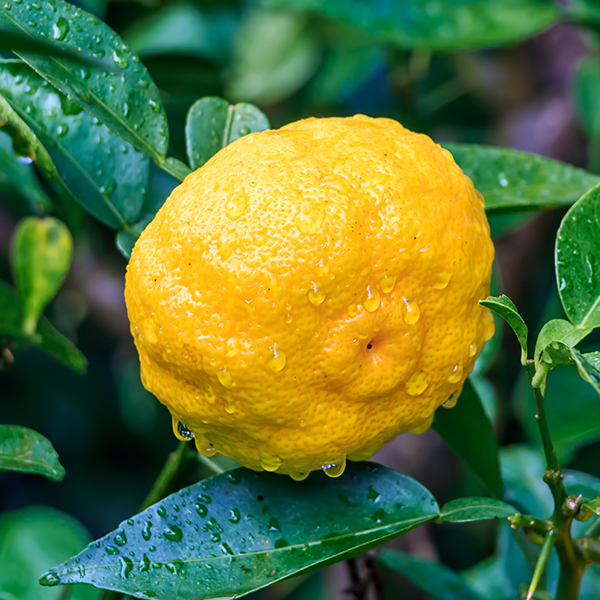 Niche fragrances with Yuzu • Perfume Lounge