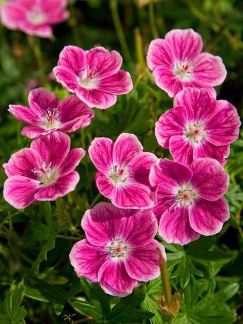 Geranium perfume 2025