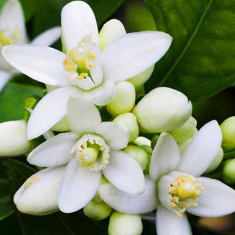 Neroli scent deals