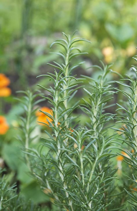 Rosemary scented perfume deals