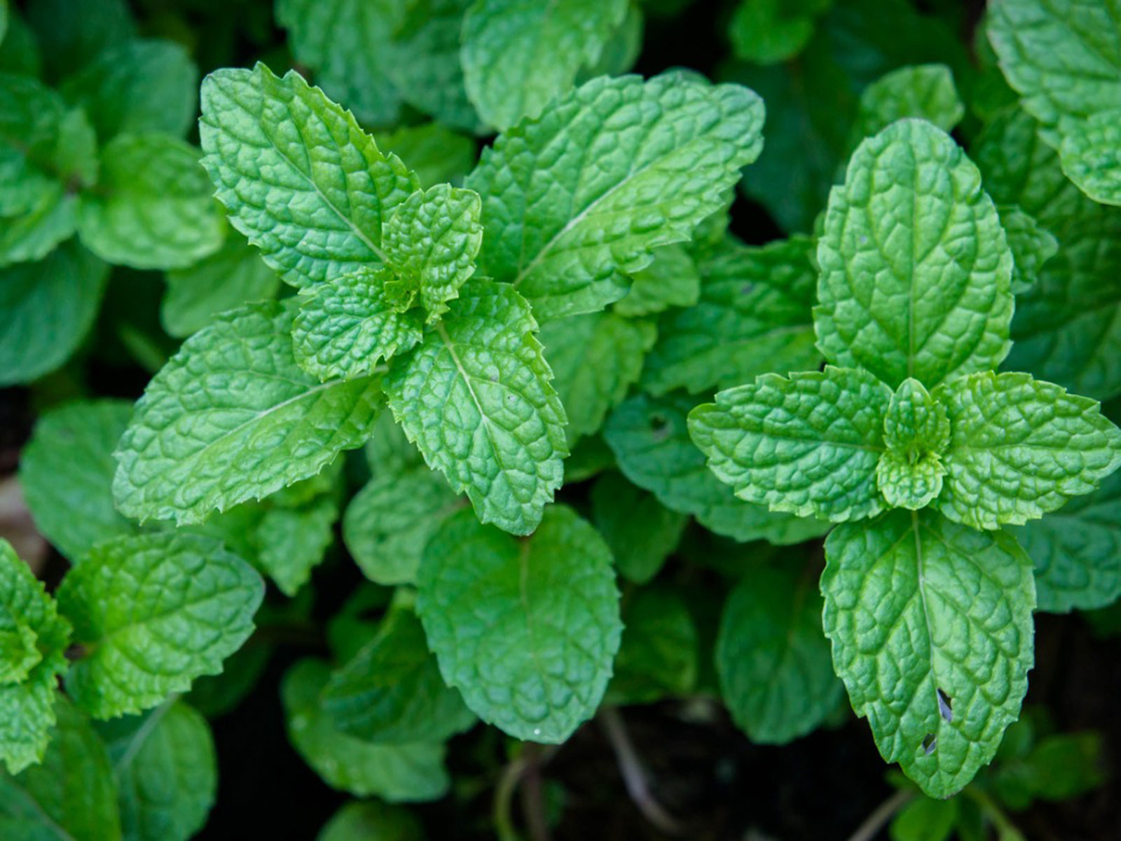Niche fragrances with Mint,how to make mint tea, buy mint online in dubai