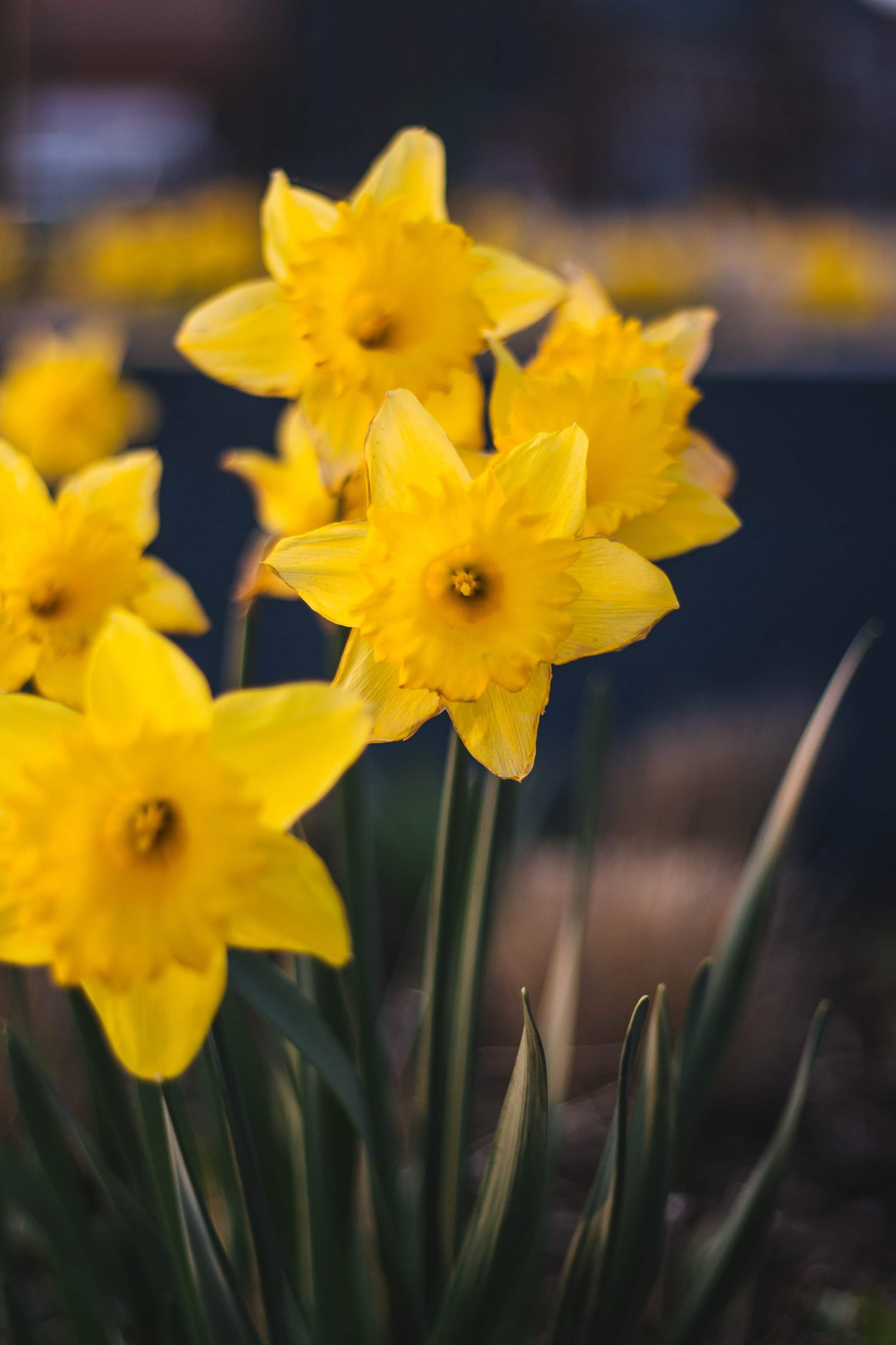 Niche fragrances with Narcissus • Perfume Lounge