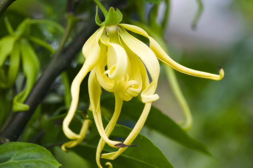 Ylang hot sale